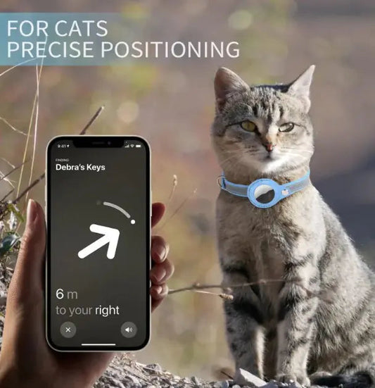 Domestic cat wearing blue collar tracker with smartphone tracking position in forest setting