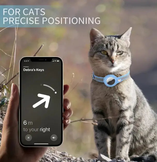 Domestic cat wearing blue collar tracker with smartphone tracking position in forest setting